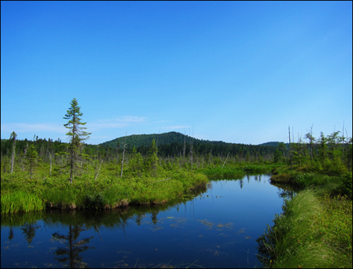 Barnum Brook from the Boreal Life boardwalk at the Paul Smiths VIC (22 July 2011)